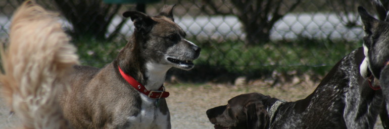 Amazing Grays